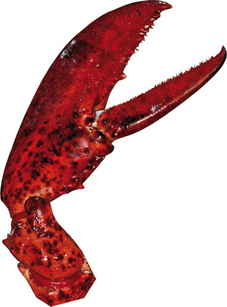hummer_schere